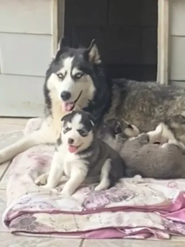 Filhotes de Husky Siberiano - Linhagem Selecionada - Preto/Branco e Olhos Azuis