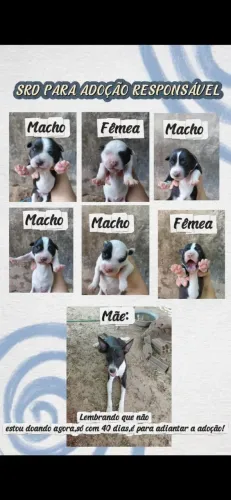 Doação cachorro vira lata com mestiço de pitbull