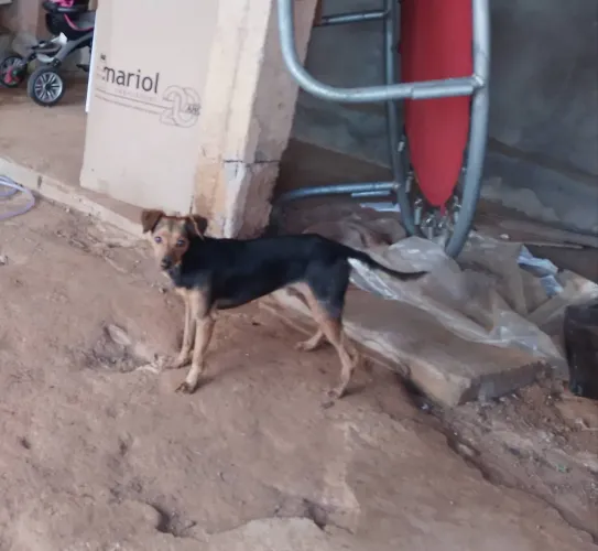 Cachorro Pincher 