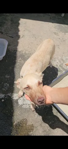 Linda cadela (Cão/cachorro) para adoção responsável