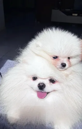Lulu da Pomerania anão ursinho 