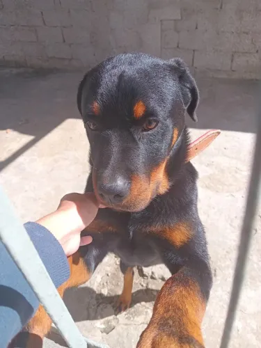 Rottweiler com 5 meses com todas vacina ok