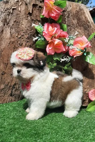 Linda BABY SHIH-TZU entrego vacinada e higienizadinha e com entrega gratuita.