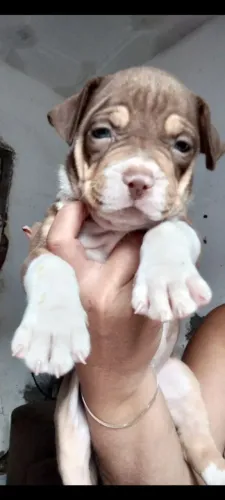 Vendo filhote de Pit Bull *