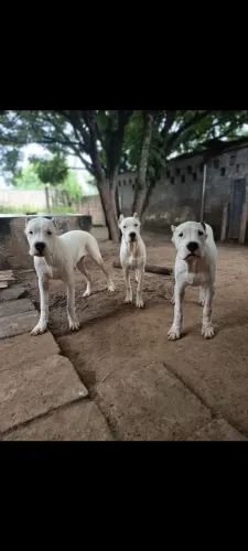 Filhotes de Dogo Argentino 
