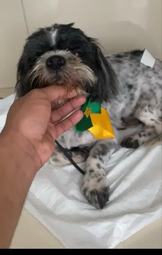 Animais de estimação