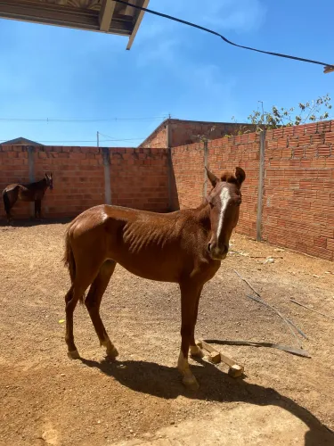 Vendo cavalo