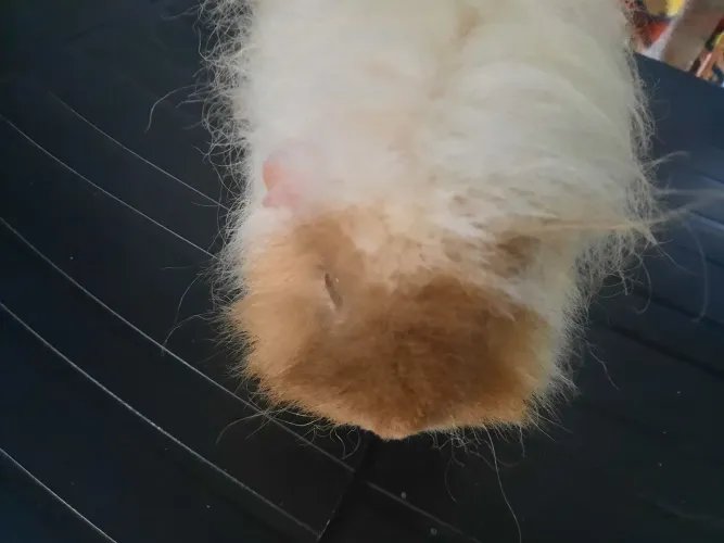 Porquinha da Índia raça Alpaca