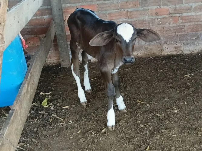 Vacas