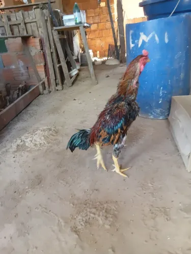 Galo indio