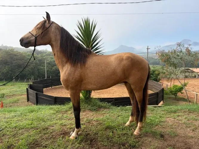 Lindo Mangalarga Marchador