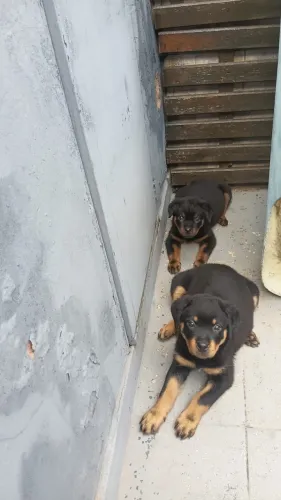 Rottweiler Fêmea Filhote 49 Dias - 2 Disponíveis