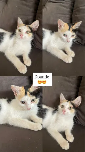 Gato filhote