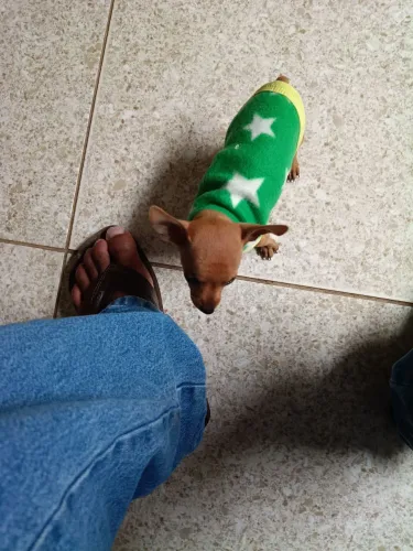 Vendo Pincher 00