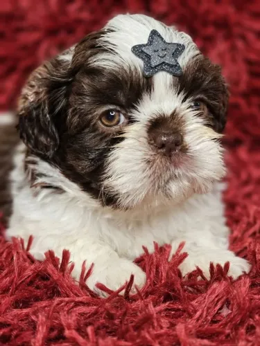 Macho mini
