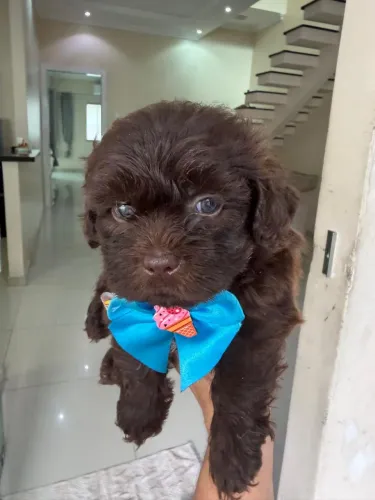 Shitzu  filhote macho 