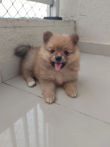 Filhote fêmea de Spitz Alemão