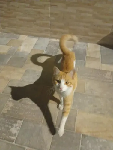 gato abandonado, esperando um anjo bom que queira adotar, procurar (LINDY *)
