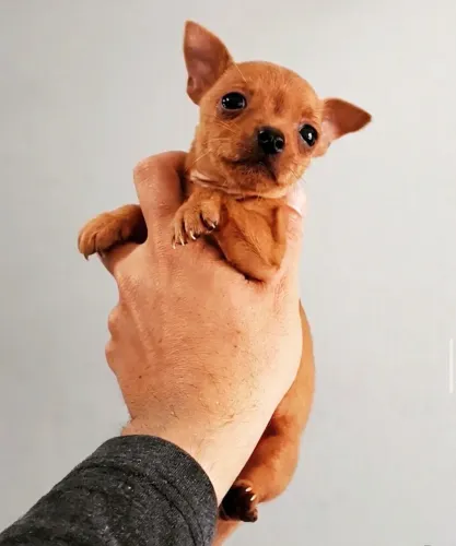 Pinscher Tm 0 -Seu filhote em até 12x no crédito /Vacinados