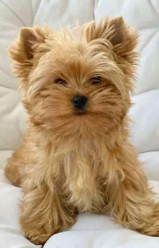 Yorkshire terrier micro linhagem importada!
