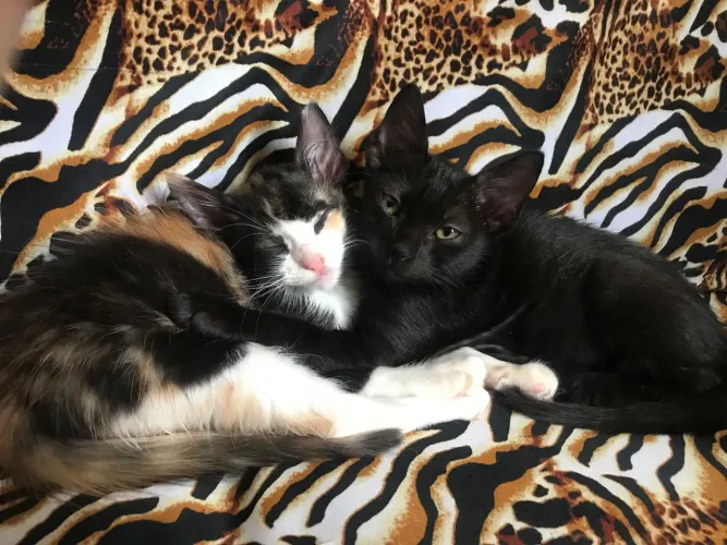 Doação dois gatinhos 