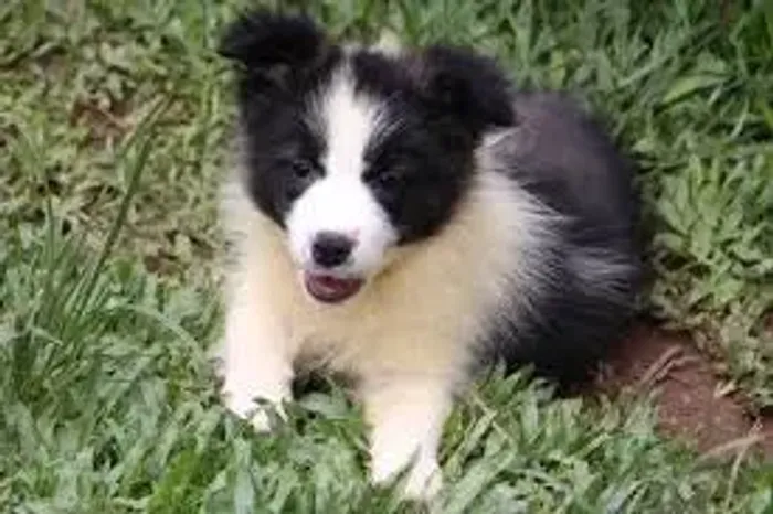 Border Collie O parceiro