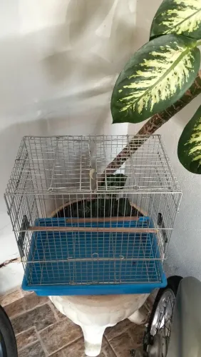 Gaiola para calopsitas