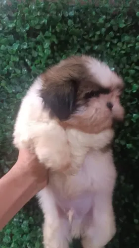 Shih tzu macho