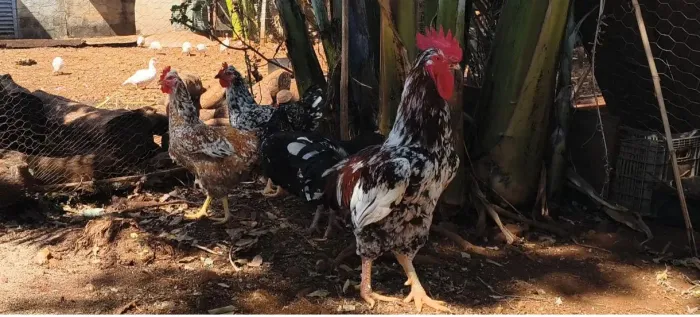 Ovos galados balão sertanejo GSB 1 dúzia 