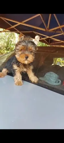 Vende filhote de Yorkshire macho cachorro