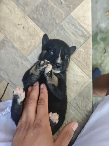 Husky siberiano