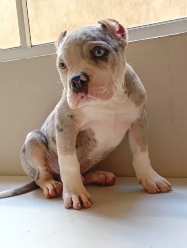 Filhote macho merley com Pedigree em mãos 
