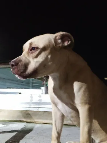 Pitbull Fêmea 7 meses