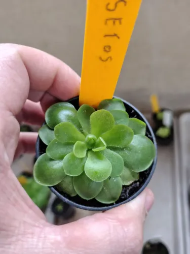 Planta carnivora(pinguicula Sethos)