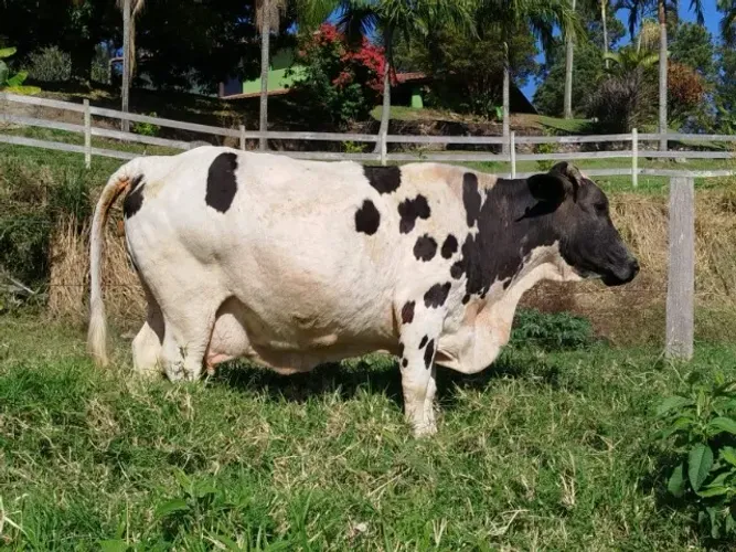 Mini vaca recem parida de fêmea, 10 litros