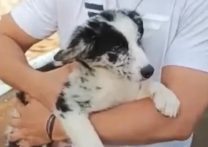 Border collie inteligencia e energia para sua familia 