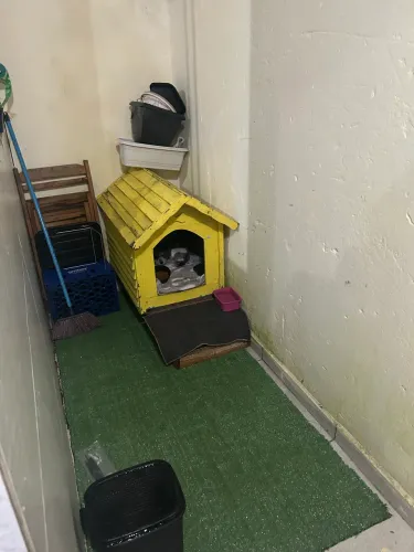 Casinha pet