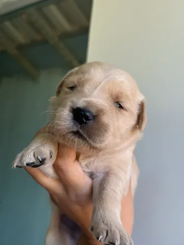 Filhote de golden retriever
