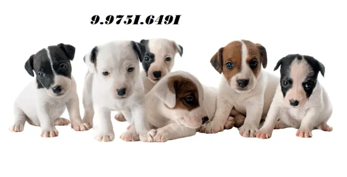lindos pinscher x chihuahua Amor de quatro patas à venda! Zap 9.975I.649I