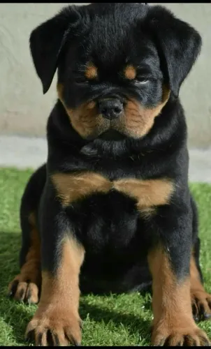 Rottweiler - Quem Leva Um Doguinho Leva Amor Pra Vida Toda