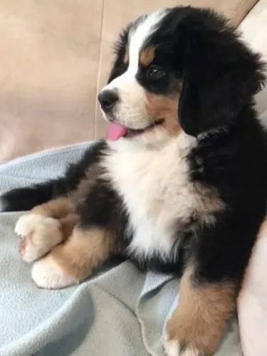 Bernese Mountain filhote,gigante fofo