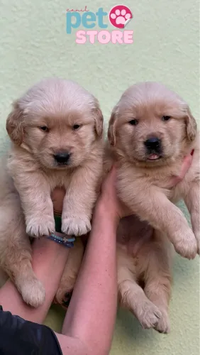 GOLDEN RETRIEVER