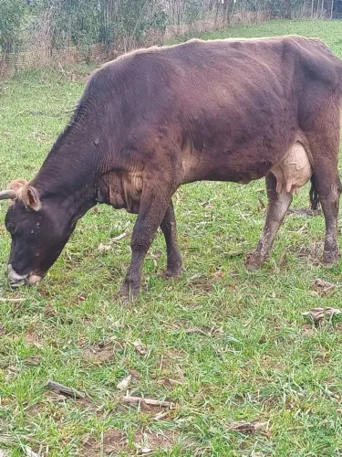 Vaca