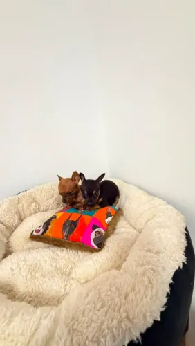 PINSCHER MINIATURAS 