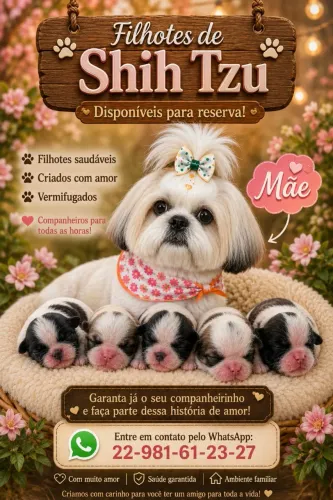 Shih-tzu disponíveis para reserva.