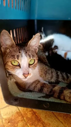 Doação dessa gatinha (8 meses)