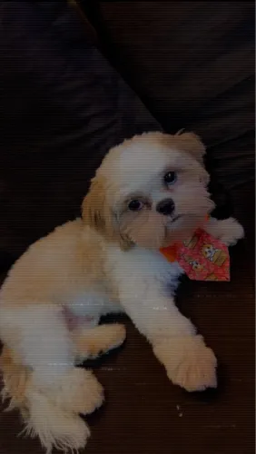 Shih tzu 