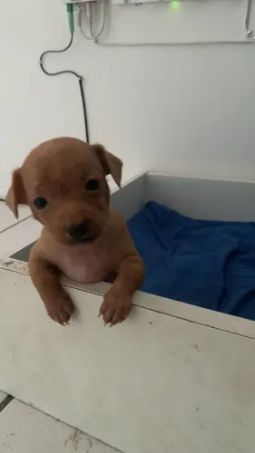 Cachorrinha