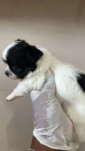 Chihuahua de Pelo Longo Filhotes