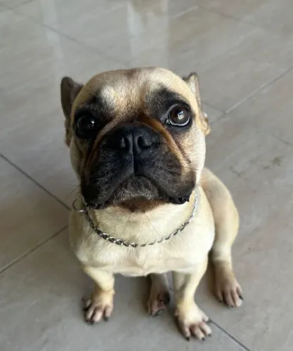 Bulldog Francês Fêmea + Kit Completo - R$ 1.200